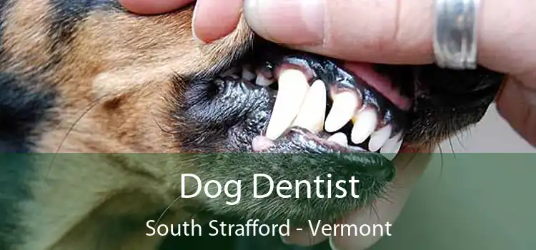 Dog Dentist South Strafford - Vermont