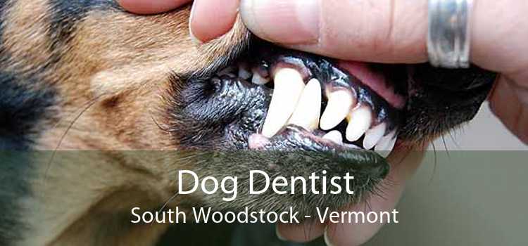 Dog Dentist South Woodstock - Vermont
