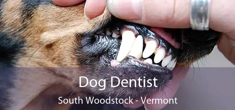 Dog Dentist South Woodstock - Vermont