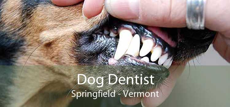 Dog Dentist Springfield - Vermont
