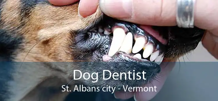 Dog Dentist St. Albans city - Vermont