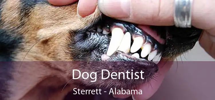 Dog Dentist Sterrett - Alabama