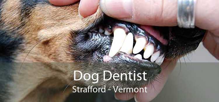 Dog Dentist Strafford - Vermont