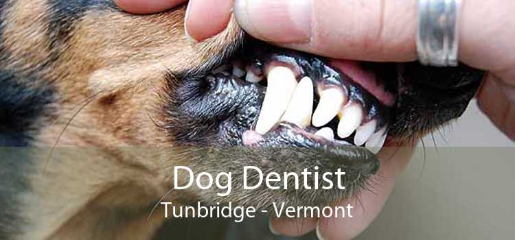 Dog Dentist Tunbridge - Vermont