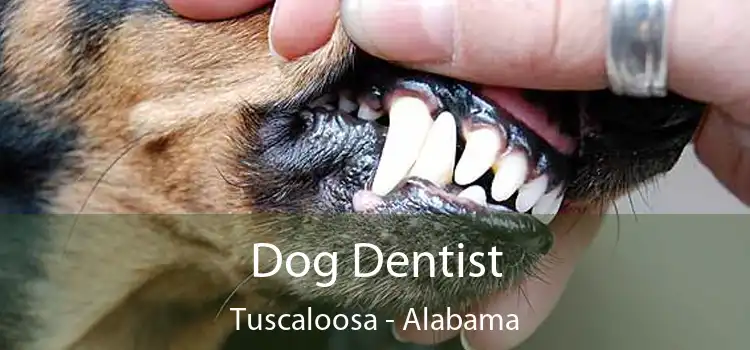 Dog Dentist Tuscaloosa - Alabama