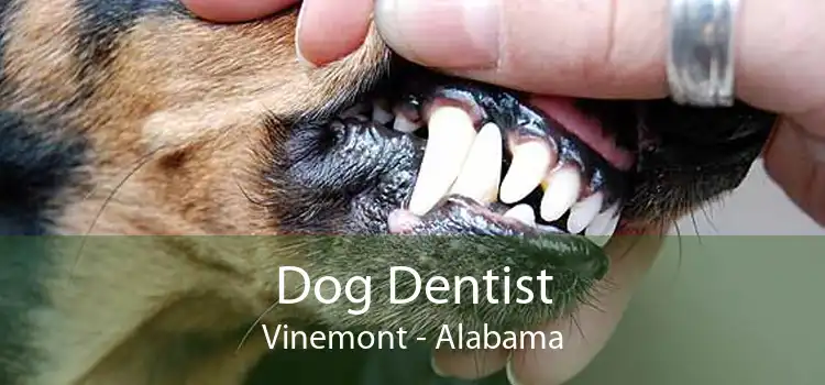 Dog Dentist Vinemont - Alabama