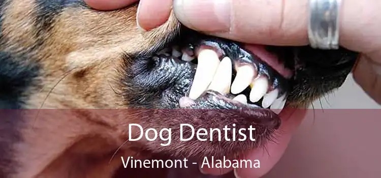 Dog Dentist Vinemont - Alabama