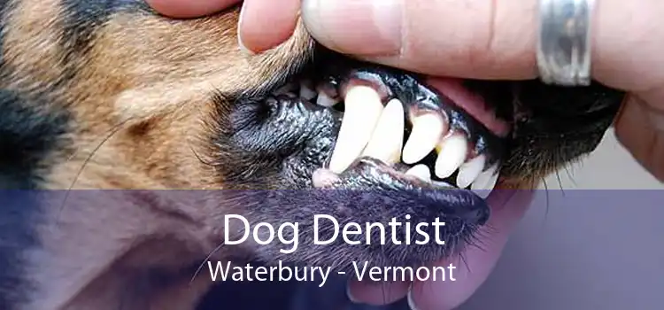 Dog Dentist Waterbury - Vermont
