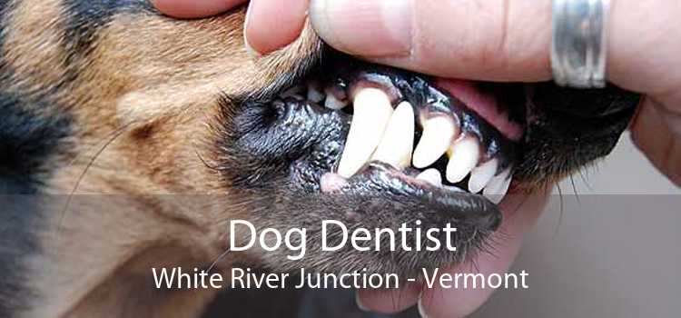 Dog Dentist White River Junction - Vermont