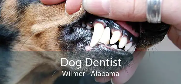 Dog Dentist Wilmer - Alabama