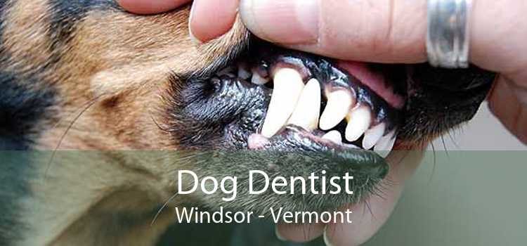 Dog Dentist Windsor - Vermont