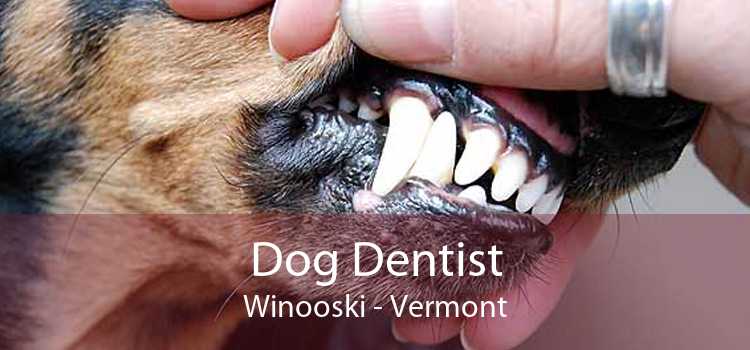 Dog Dentist Winooski - Vermont