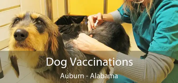 Dog Vaccinations Auburn - Alabama