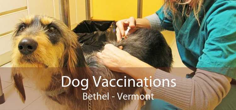 Dog Vaccinations Bethel - Vermont