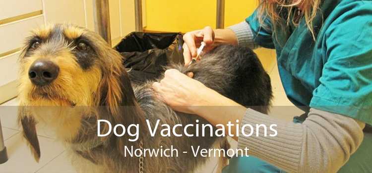 Dog Vaccinations Norwich - Vermont