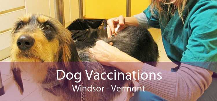 Dog Vaccinations Windsor - Vermont