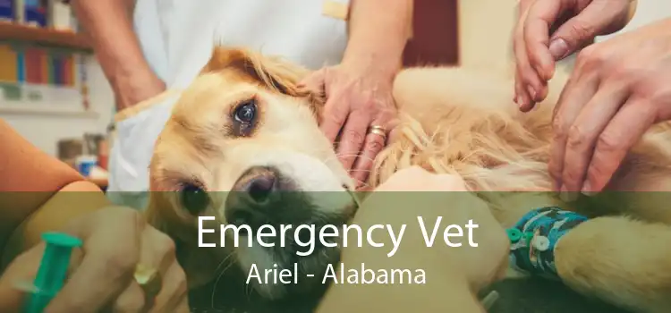 Emergency Vet Ariel - Alabama