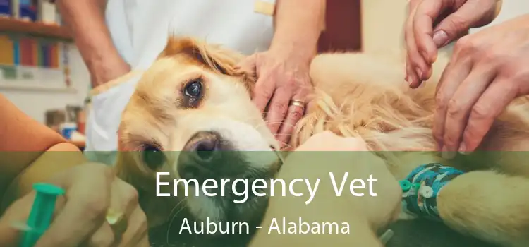 Emergency Vet Auburn - Alabama