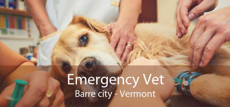 Emergency Vet Barre city - Vermont