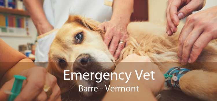 Emergency Vet Barre - Vermont