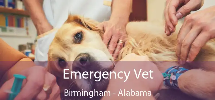 Emergency Vet Birmingham - Alabama