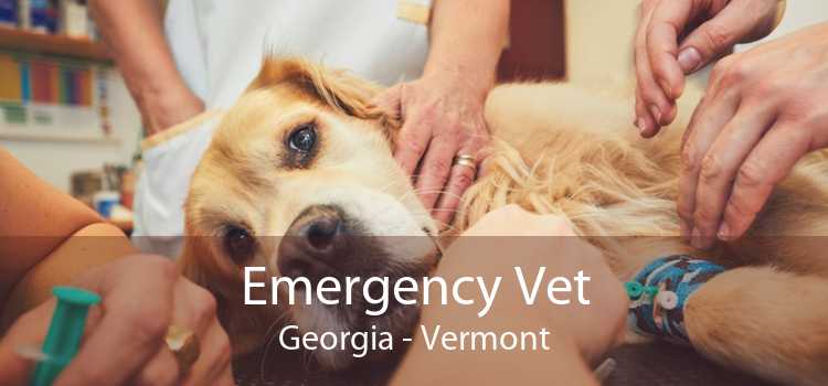 Emergency Vet Georgia - Vermont