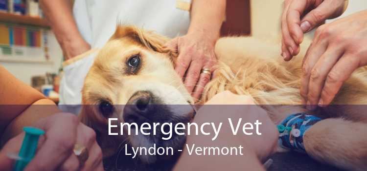 Emergency Vet Lyndon - Vermont