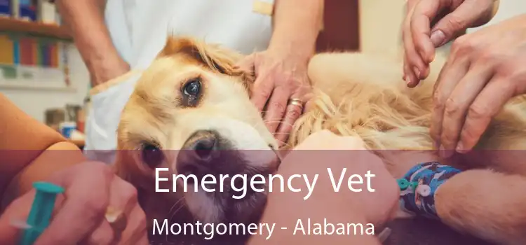 Emergency Vet Montgomery - Alabama