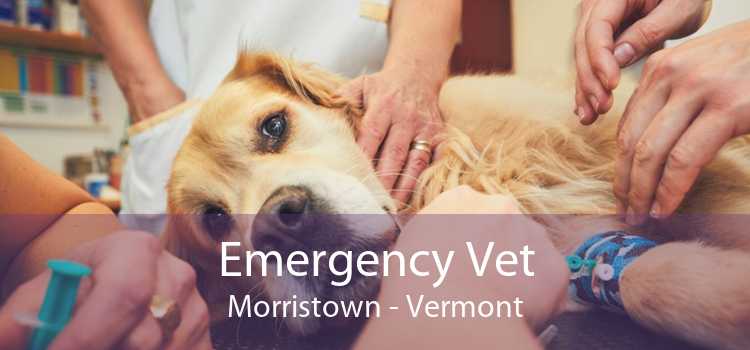 Emergency Vet Morristown - Vermont