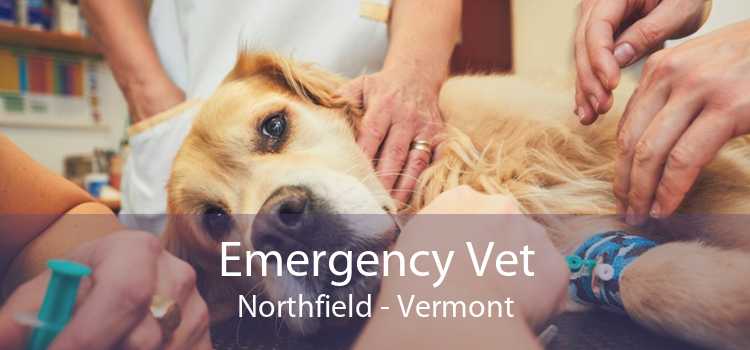 Emergency Vet Northfield - Vermont