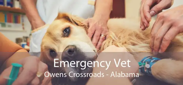 Emergency Vet Owens Crossroads - Alabama