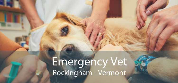 Emergency Vet Rockingham - Vermont
