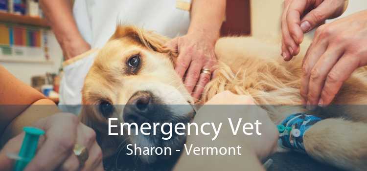 Emergency Vet Sharon - Vermont