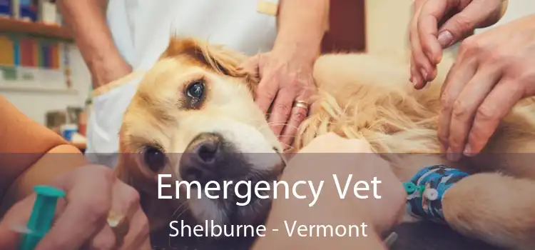 Emergency Vet Shelburne - Vermont