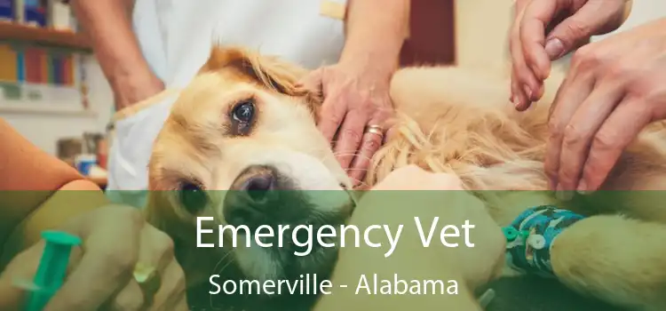 Emergency Vet Somerville - Alabama