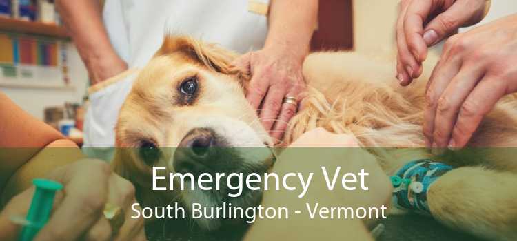 Emergency Vet South Burlington - Vermont