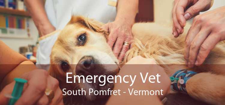 Emergency Vet South Pomfret - Vermont