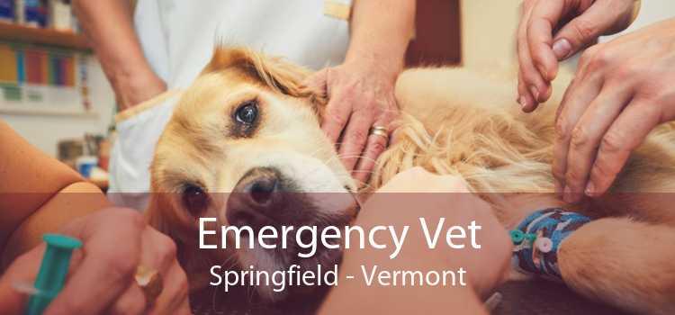 Emergency Vet Springfield - Vermont