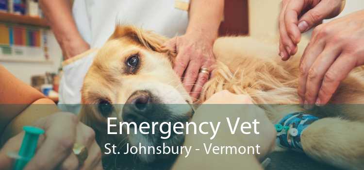 Emergency Vet St. Johnsbury - Vermont