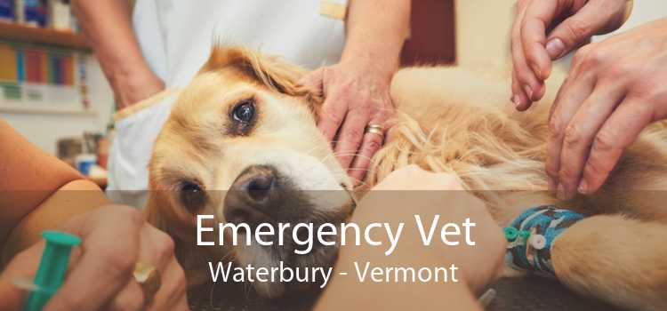 Emergency Vet Waterbury - Vermont