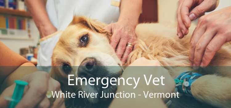 Emergency Vet White River Junction - Vermont