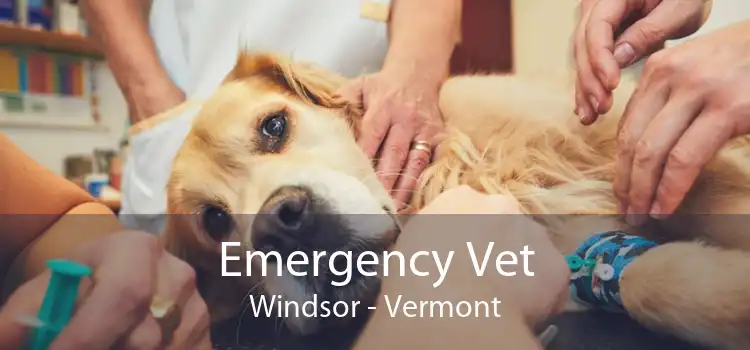 Emergency Vet Windsor - Vermont