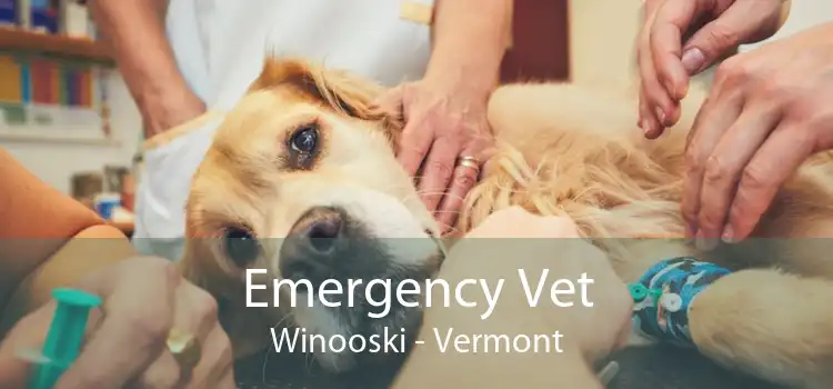 Emergency Vet Winooski - Vermont