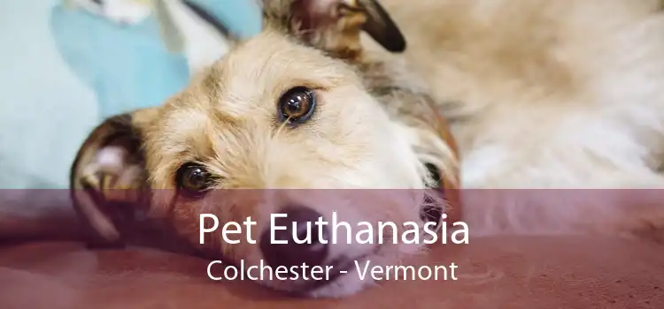 Pet Euthanasia Colchester - Vermont