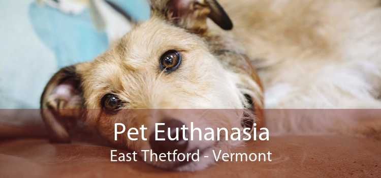 Pet Euthanasia East Thetford - Vermont