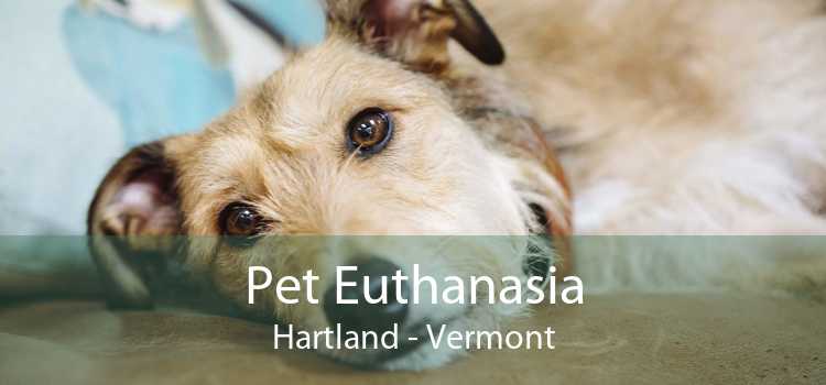 Pet Euthanasia Hartland - Vermont