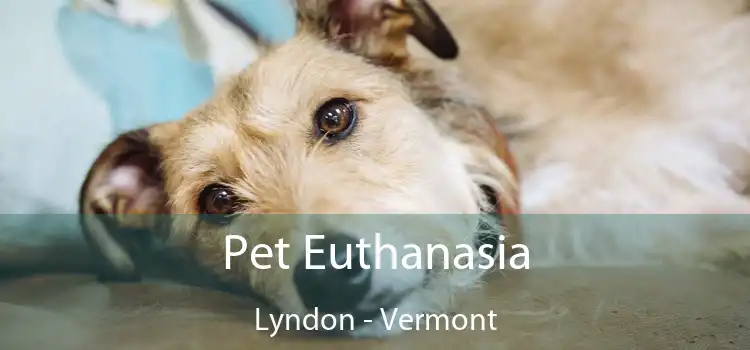 Pet Euthanasia Lyndon - Vermont