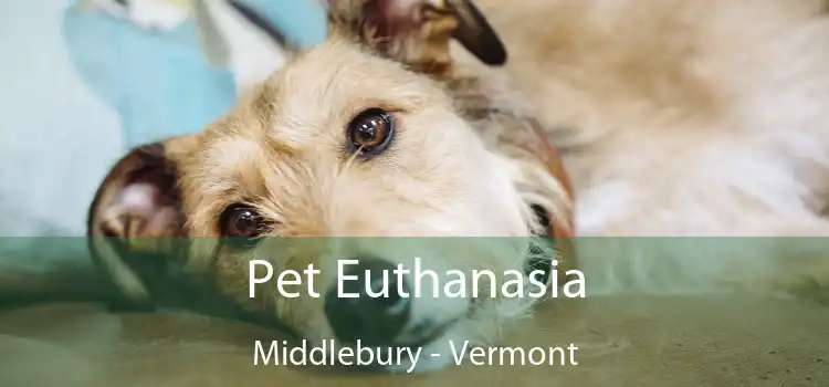 Pet Euthanasia Middlebury - Vermont