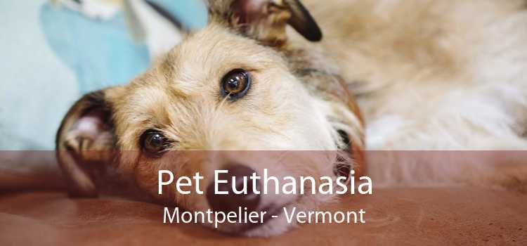 Pet Euthanasia Montpelier - Vermont