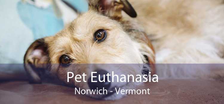 Pet Euthanasia Norwich - Vermont